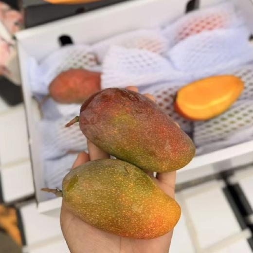 空运~海南树熟贵妃芒：超甜，味很浓。 商品图0