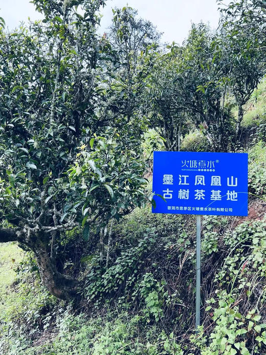 2026春茶预售（盲盒 或者 12选5） 商品图1