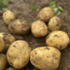 新疆果蔬·吉木萨尔开花土豆 商品缩略图4