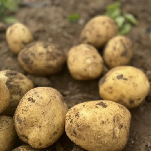 新疆果蔬·吉木萨尔开花土豆 商品图4