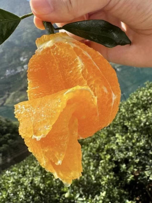 【伦晚橙】花果同枝，自带橙花香气，新鲜采摘，皮厚紧实，果肉饱满，一口咬下去，汁水四溢，化渣无籽，清甜回甘！ 商品图3