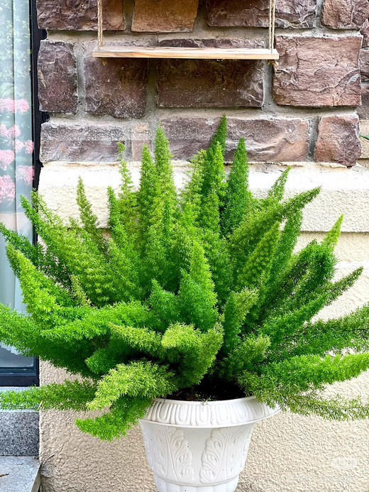 【2026.4.3绿植现货】1.5加仑狐尾天门冬45（现货，下单即可到店自提） 商品图2