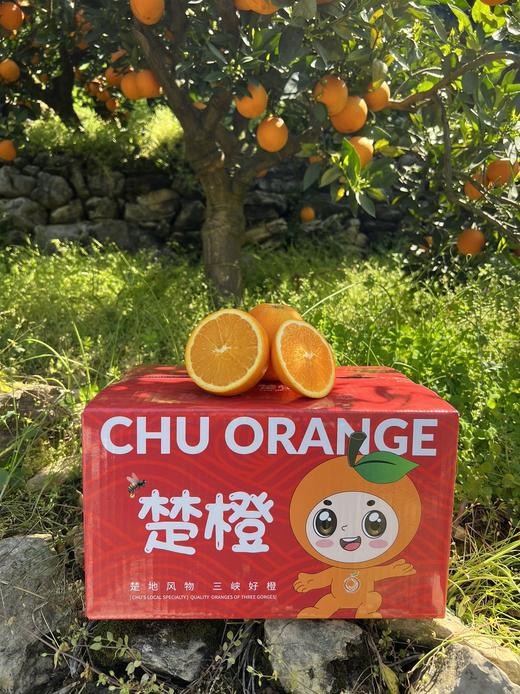 【伦晚橙】花果同枝，自带橙花香气，自然成熟，新鲜采摘，一口咬下去，汁水四溢，化渣无籽，清甜回甘！ 商品图4