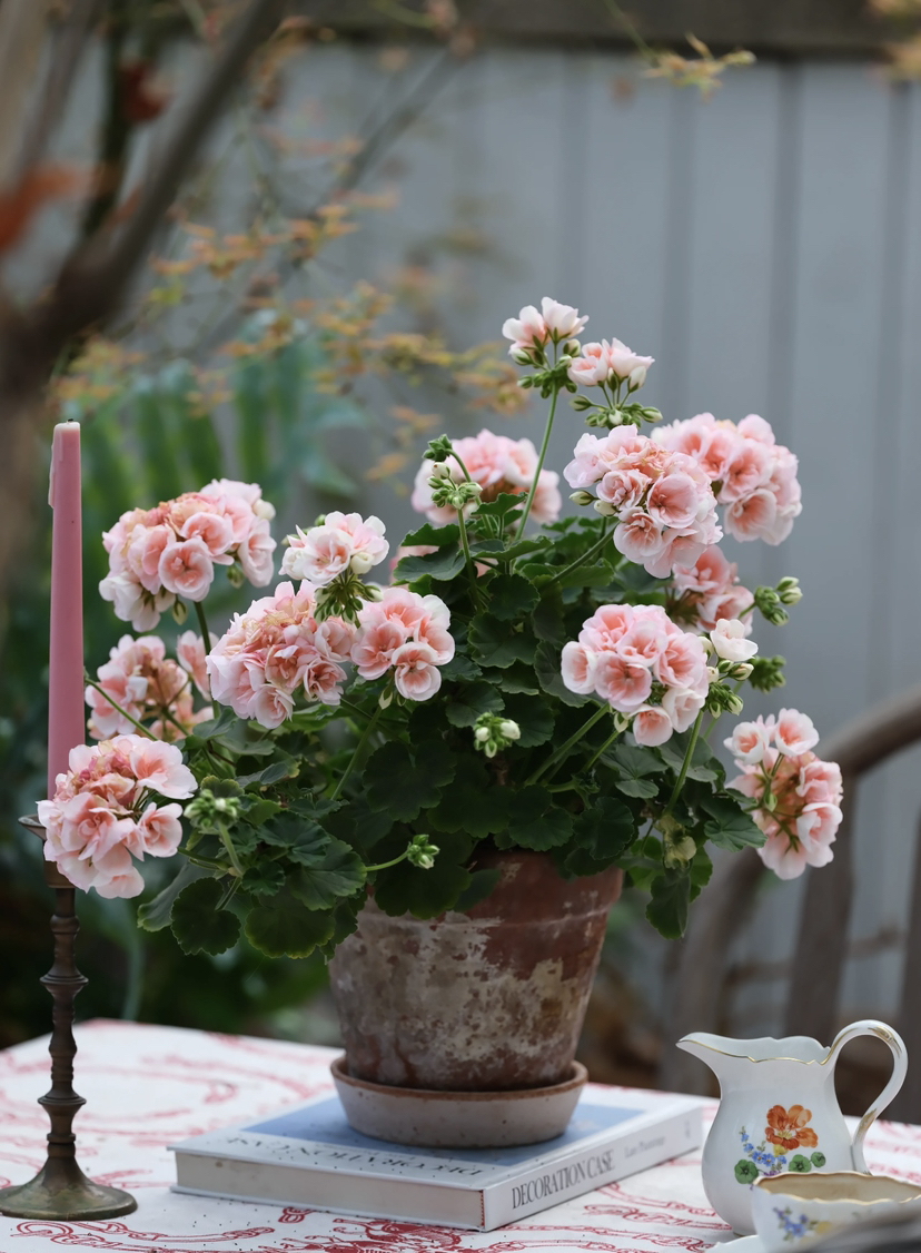 【2026.4.3绿植现货】1加仑瑞典玫瑰小姐25（加仑盆 现货，下单即可到店自提）