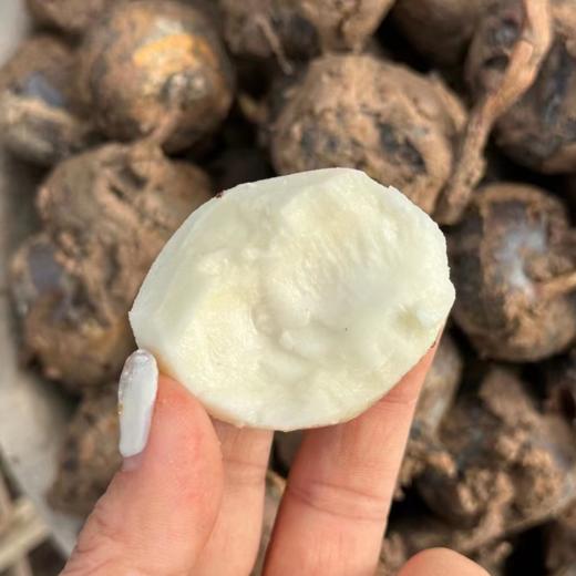 【顺丰发货】广西荔浦水果马蹄 人工采摘 口感清甜 多食不腻 自然回甘 商品图3
