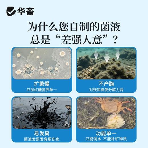 华畜芽孢杆菌发酵伴侣水产调水肥水不发臭调水肥水产养殖益生菌 商品图1