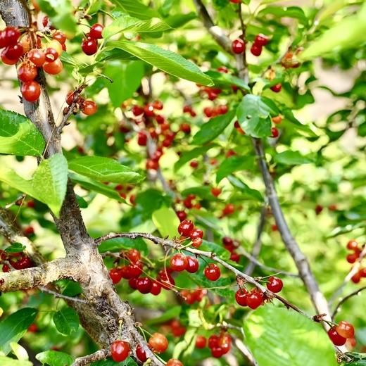 四川山野小樱桃 仅限深圳发货 商品图5