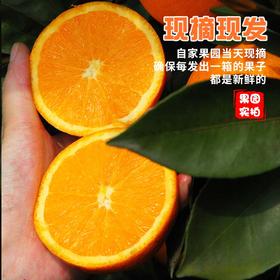 优选丨【湖北秭归▪伦晚帝王橙】伦晚春橙 花果同枝 汁多化渣 橙香味浓郁 老少皆宜