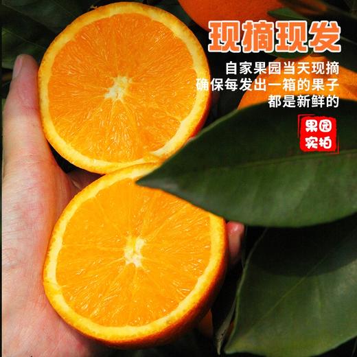 优选丨【湖北秭归▪伦晚帝王橙】伦晚春橙 花果同枝 汁多化渣 橙香味浓郁 老少皆宜 商品图0