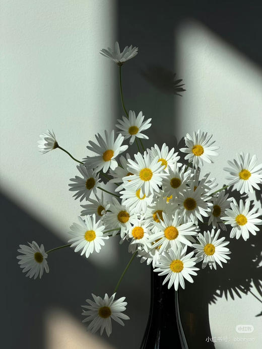 预售1号到货白色玛格丽特 商品图3