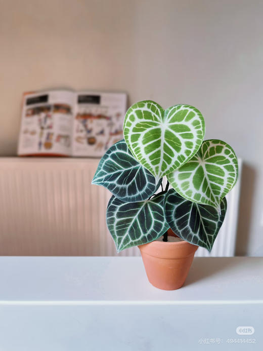 【2026.4.3绿植现货】90 #网红克莱恩花烛15（现货，下单即可到店自提） 商品图1