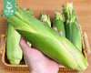 漳州新鲜爆汁牛奶水果玉米（带衣）/1份（4-5根，共1.5kg±100g） 商品缩略图1