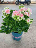 【2026.4.3绿植现货】1加仑瑞典玫瑰小姐25（加仑盆 现货，下单即可到店自提） 商品缩略图6