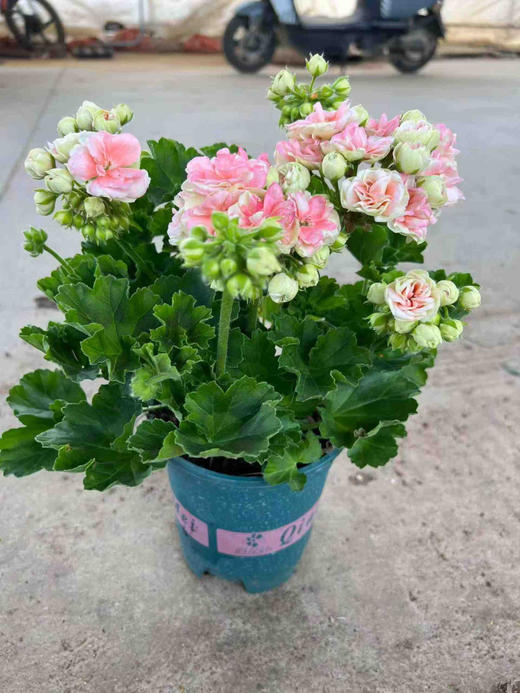 【2026.4.3绿植现货】1加仑瑞典玫瑰小姐25（加仑盆 现货，下单即可到店自提） 商品图6