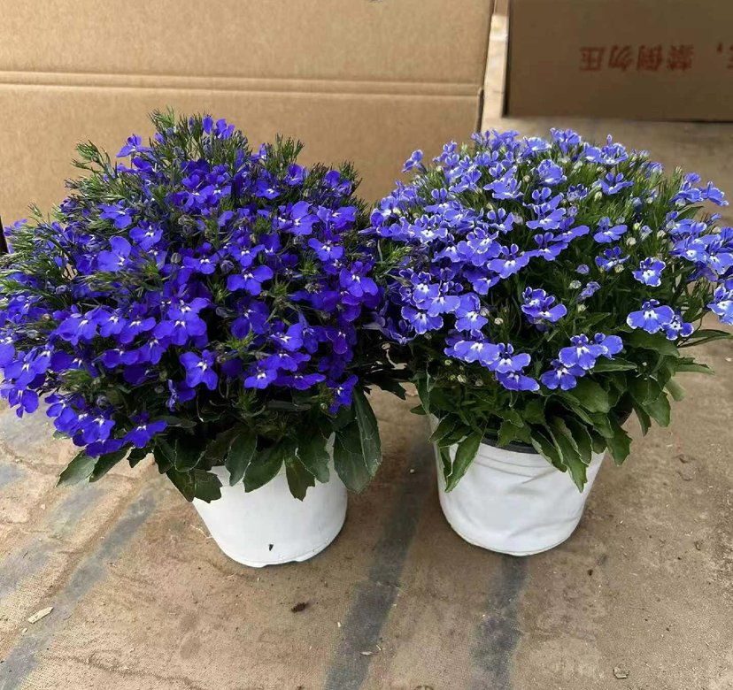 【2026.4.3绿植现货】150#六倍利15（现货，下单即可到店自提）