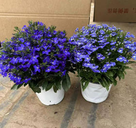 【2026.4.3绿植现货】150#六倍利15（现货，下单即可到店自提）