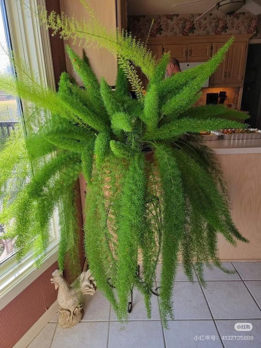 【2026.4.3绿植现货】1.5加仑狐尾天门冬45（现货，下单即可到店自提） 商品图3