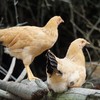 生态童子鸡#体态匀称肉质紧致鲜香美味，山林无抗养殖，露天长足100天，营养美味全家享 商品缩略图3