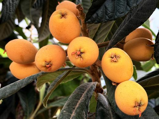 云山清韵|『高山枇杷』✨能咬出山泉甜的“春日金果”，枇杷界的“高山蜜丸” 商品图8