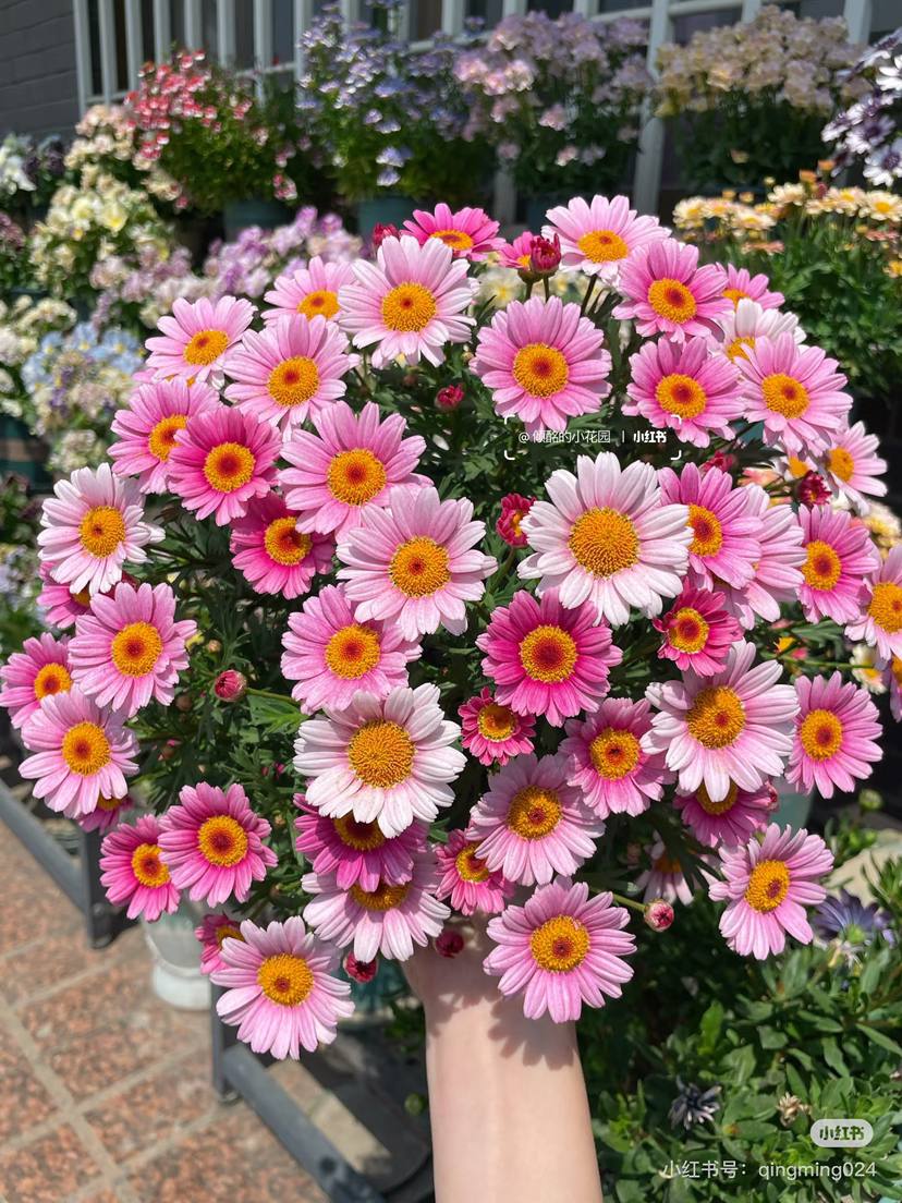 【2026.4.17绿植现货】180 #可爱粉 玛格丽特 15（现货，下单即可到店自取）