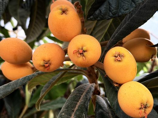 云山清韵|『高山枇杷』✨能咬出山泉甜的“春日金果”，枇杷界的“高山蜜丸” 商品图4