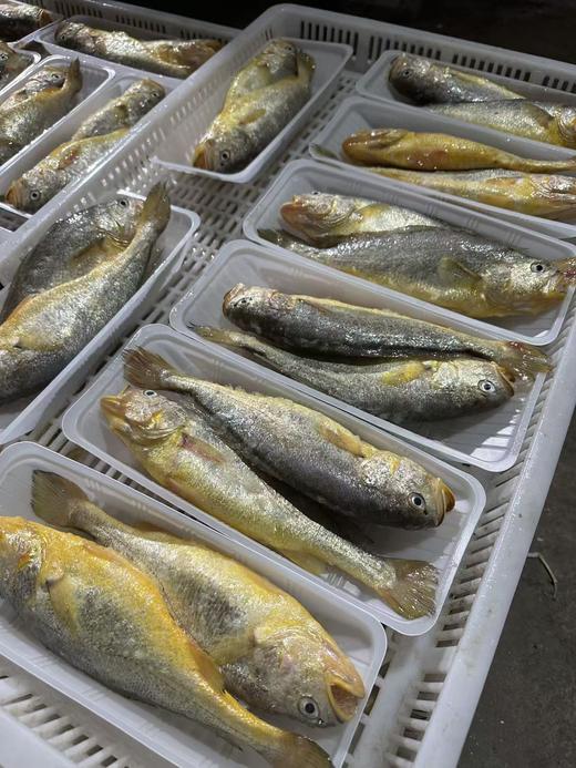 &【278套餐】春日清明踏青🌿码头现搭当季海鲜大餐[庆祝]免费送💥深海大黑虎虾🦐 限时回馈，先到先得‼ 商品图1