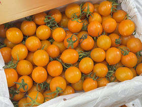 香芒皇后黄番茄（毛重2.2斤左右）