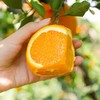 优选丨【湖北秭归▪伦晚帝王橙】伦晚春橙 花果同枝 汁多化渣 橙香味浓郁 老少皆宜 商品缩略图3