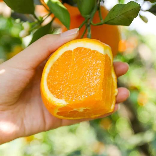 优选丨【湖北秭归▪伦晚帝王橙】伦晚春橙 花果同枝 汁多化渣 橙香味浓郁 老少皆宜 商品图3
