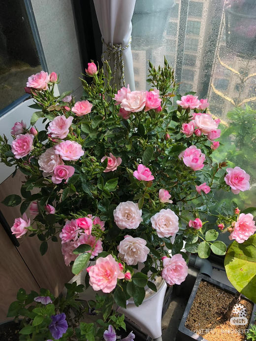 【2026.4.9绿植现货】180 #天河繁星20（现货，下单即可到店自提） 商品图2