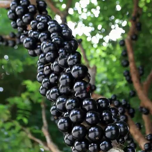 [屁侠推荐]嘉宝果 一口爆浆的树葡萄 长在树上的“黑珍珠” 一果四味 似山竹、芭乐、龙眼、凤梨  商品图1