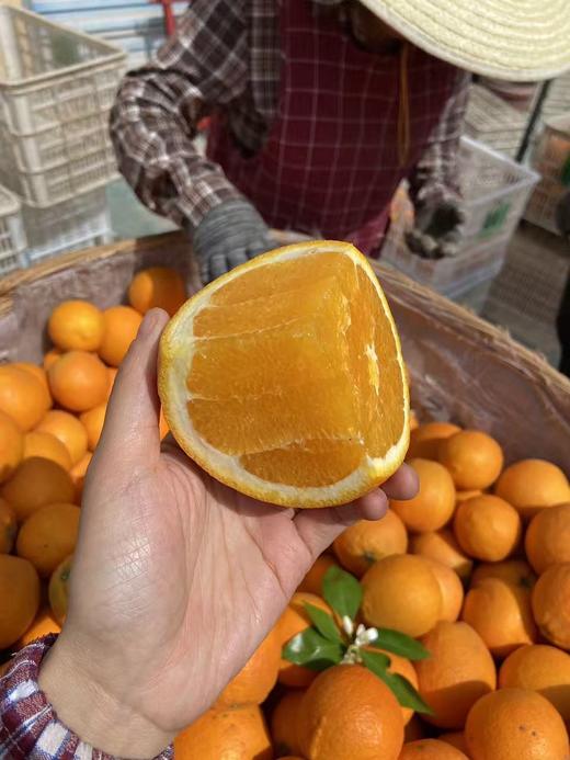 【伦晚橙】花果同枝，自带橙花香气，自然成熟，新鲜采摘，一口咬下去，汁水四溢，化渣无籽，清甜回甘！ 商品图9
