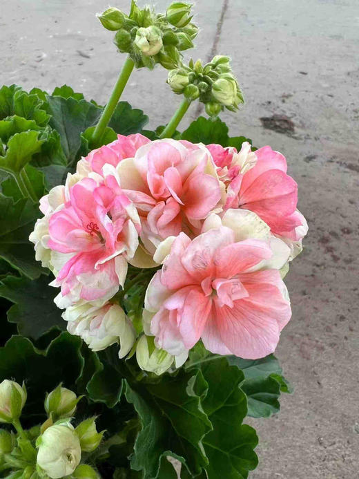 【2026.4.3绿植现货】1加仑瑞典玫瑰小姐25（加仑盆 现货，下单即可到店自提） 商品图3