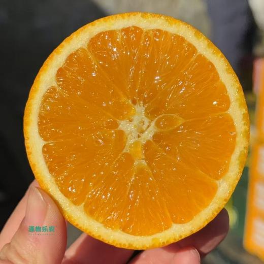 明天到货！新下树！秭归晚熟江沐橙【7斤装】～几乎纯甜，果肉鲜嫩，汁水足，橙味浓郁。 商品图1