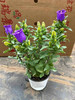 【2026.4.3绿植现货】150#大花风铃15（现货，下单即可到店自提） 商品缩略图3