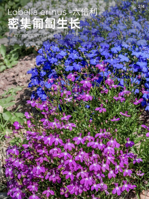 【2026.4.3绿植现货】150#六倍利15（现货，下单即可到店自提） 商品图4