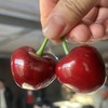 早春大樱桃 商品缩略图7