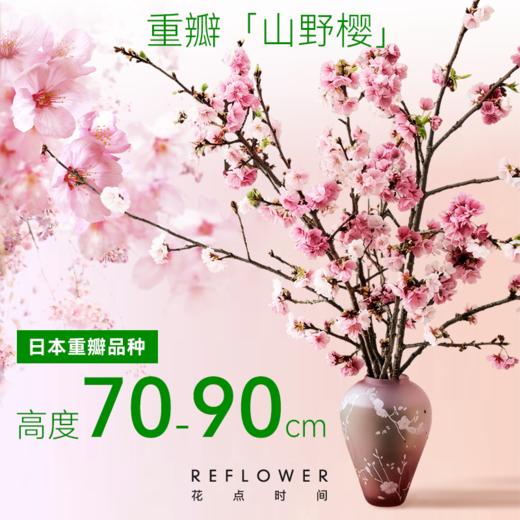 重瓣「山野樱」| 2026芍药季 商品图1
