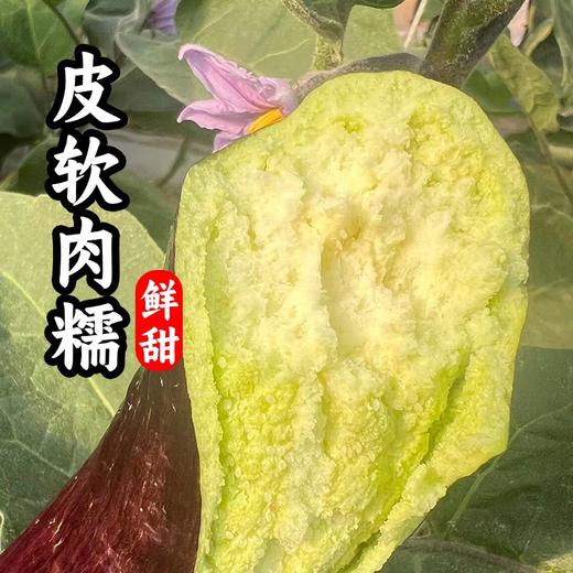 云南糯米茄子，1份1.5斤 商品图5