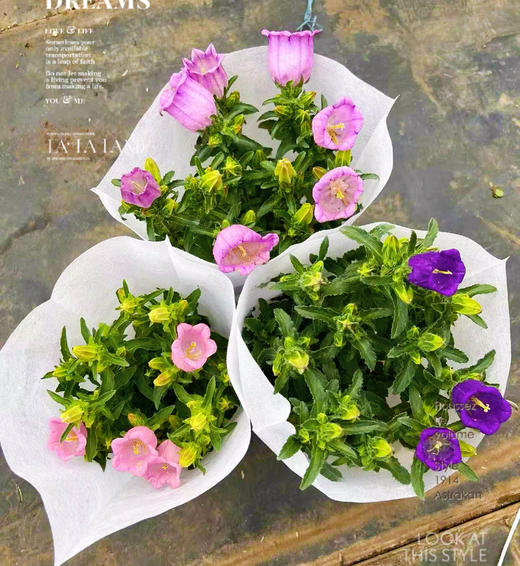 【2026.4.3绿植现货】150#大花风铃15（现货，下单即可到店自提） 商品图0