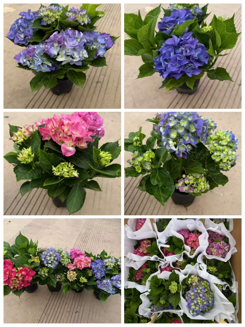 【2026.4.3绿植现货】150# A级绣球40（现货，下单即可到店自提）