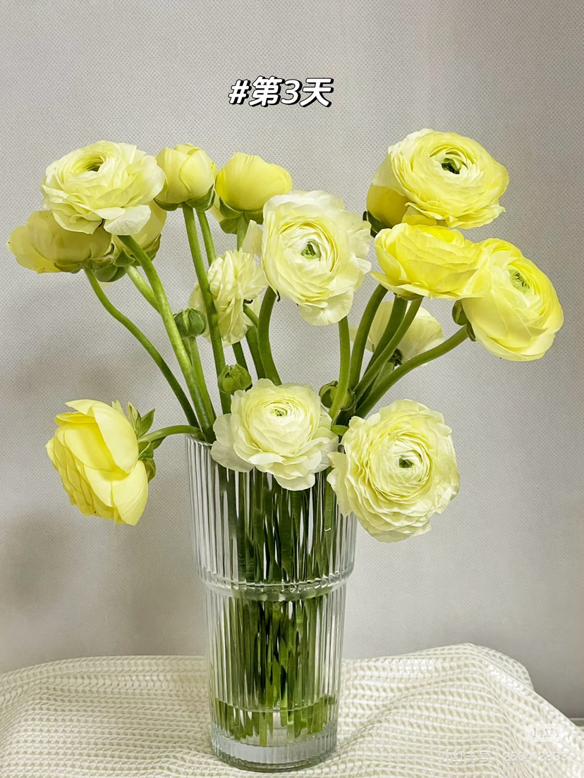 预售1号到货奶白色洋牡丹一扎10支