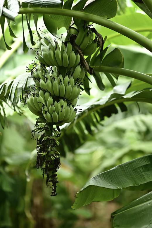 合作产品/老实芭蕉 有机丑芭蕉 商品图3