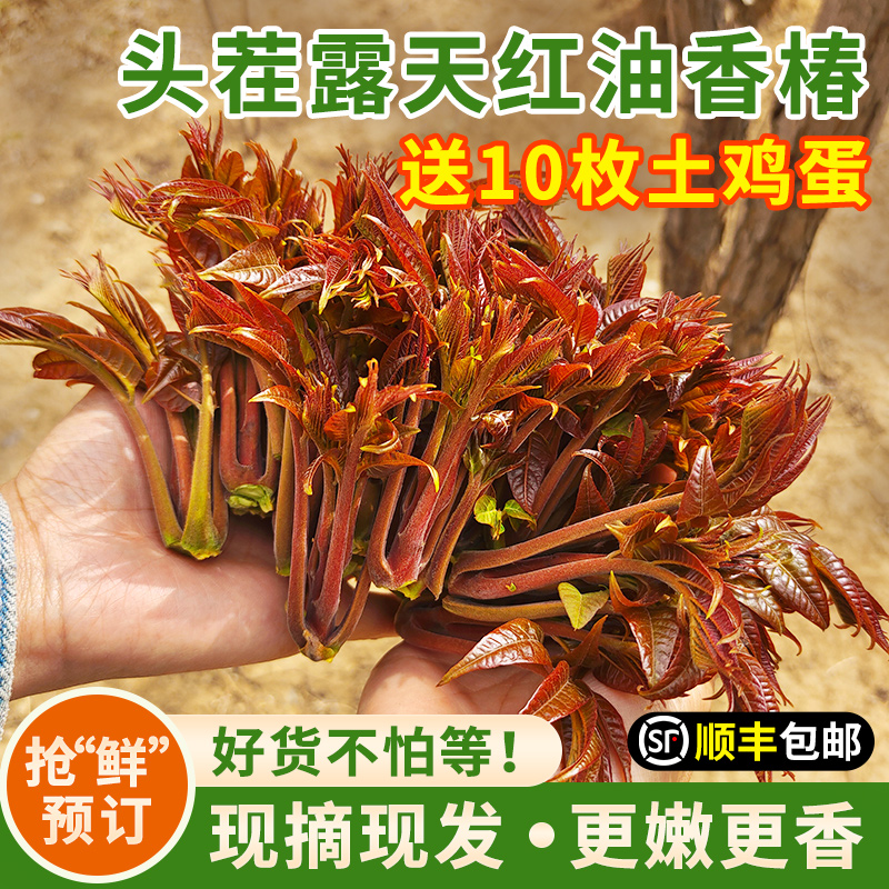 【包邮】密云本地2026年头茬儿露天香椿芽新鲜   嫩芽香味浓郁  红油香椿  春芽菜   1斤/2斤/3斤