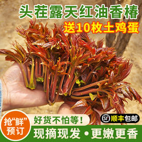 【包邮】密云本地2026年头茬儿露天香椿芽新鲜   嫩芽香味浓郁  红油香椿  春芽菜   1斤/2斤/3斤