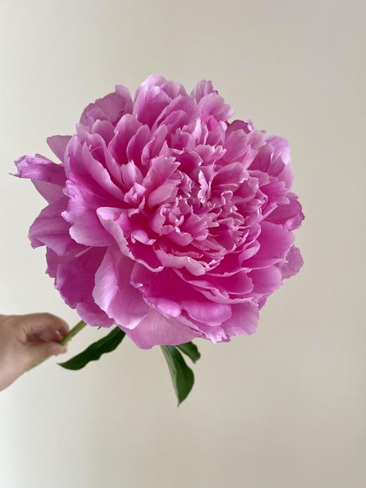 【预售！4.20起陆续发出】爱马仕【人间四月天，芍药铺庭前】简小姐精选芍药季2025年新品 爱马仕 2件包邮 顺丰直发 商品图4