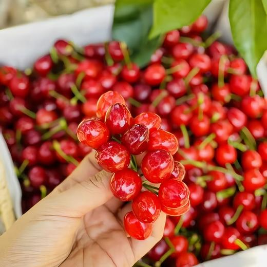 四川山野小樱桃 仅限深圳发货 商品图8