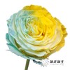 国产染色玫瑰 | 柠檬海盐 商品缩略图1