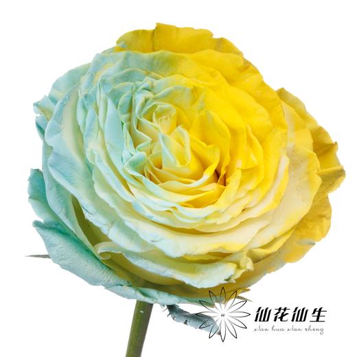 国产染色玫瑰 | 柠檬海盐 商品图1
