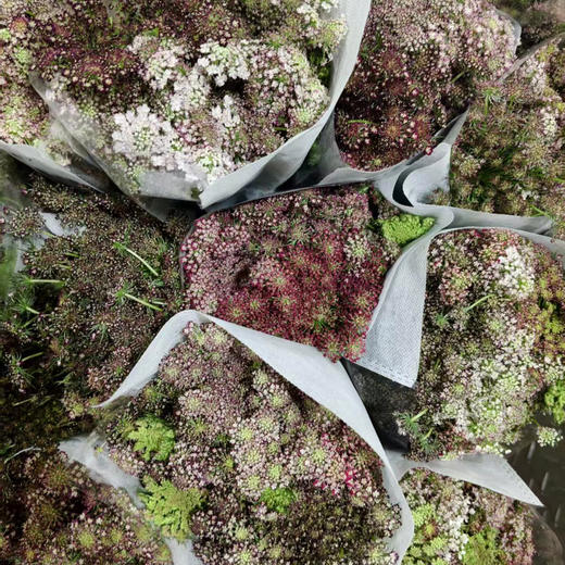 彩色蕾丝 商品图1